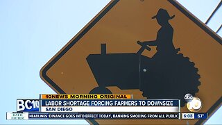 Labor shortage forcing San Diego-area farmers to downsize