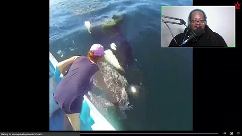 Killer Whales Swim Stop A Yacht To Ask Humans For Help & This Is How It Played Out!