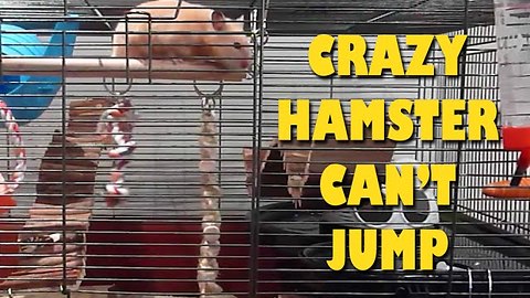 Crazy Hamster Can't Jump