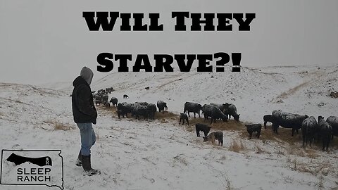 Cattle get lost in a Blizzard…