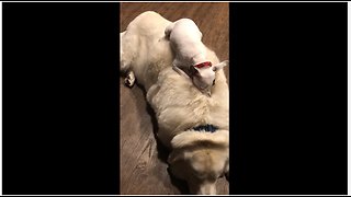 Tiny dog takes nap on top of big fluffy dog