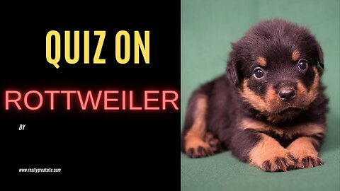 Quiz on Rottweiler