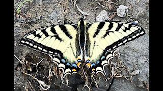 Beautiful Canadian Tiger Swallowtail Butterfly