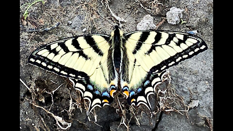 Beautiful Canadian Tiger Swallowtail Butterfly