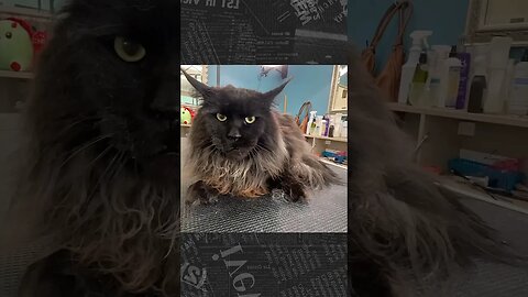 A Ferocious looking Maine Coon Cat | Full Groom