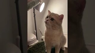 CAT VIDEO