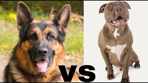 pitbull vs german shepherd kkkk