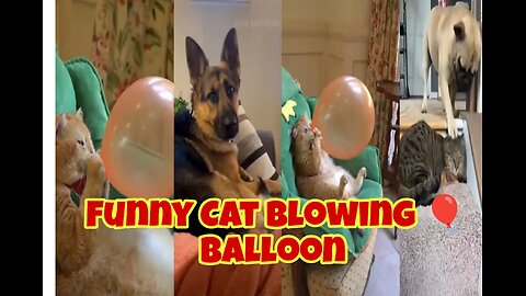 Funny Cat blowing balloon
