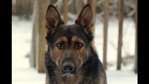 German Shepherd Attacks Pitbull [OFF LEASH DOG PARK]