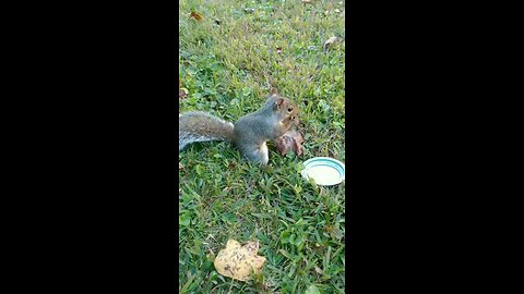 Mika The Cute Squirrel 🐿️😍.