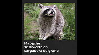 Mapache es sorprendido escondido en una cargadora de grano