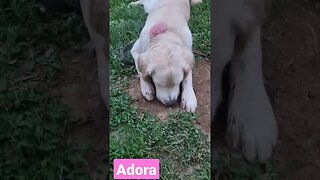 Adora #goldenretriever #goldenretrieverpuppy #goldenretrieversofig #shortcreator #viral