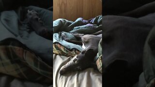 Disabled greyhound playful after a nap