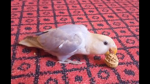 love bird eats the Peanuts.
