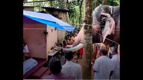 Viral Elephant Pays Last Respects To Mahout in Kerala