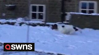 Adorable dog is unable to contain his excitement after snowfall in owner's garden