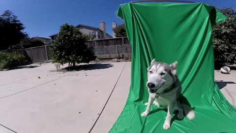 HOW SIBERIAN HUSKY ~ FALL IN LOVE~ DOG PARK SURFBOARD