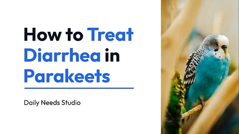 How to Treat Diarrhea in Parakeets - Daily Needs Studio