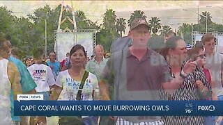 Cape Coral planning to collapse owl burrow