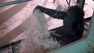 Baby gorilla has a delightful time playing with hay