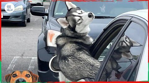 The Drama Queen Husky | Funny Animals