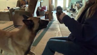 Service dog fetches boots but decides to play with them