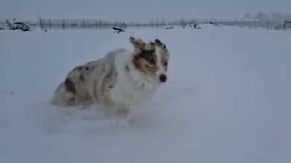 Hund leker i snön i slow motion