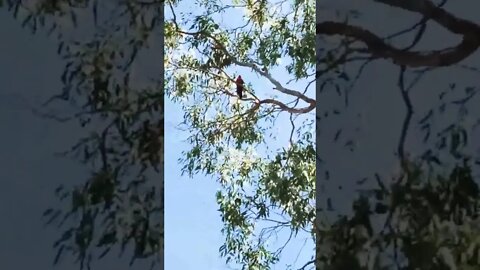 King Parrot sitting in a gum tree