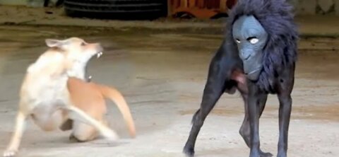 Funny dog prank video| tiger prank on dogs