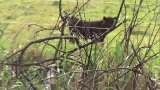 Cow caught squirting poop funny American Beef right there, bub Made with Clipchamp