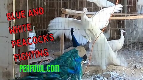 Blue And White Peacocks Fighting, Peacock Minute, peafowl.com