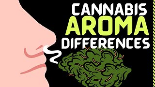 Minor, Nonterpenoid Volatile Compounds Drive the Aroma Differences of Exotic Cannabis