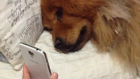 Chow Chow Is Sad Her Owner Is Away, Facetimes With Her