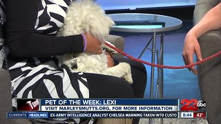 Pet of the Week: Lexi maltese mix