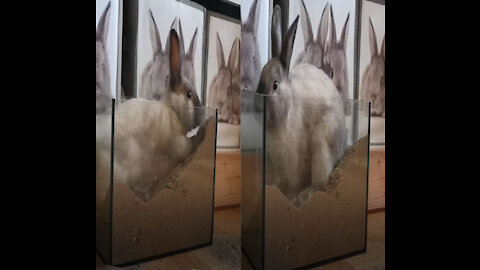 cute rabbit rummages in his house