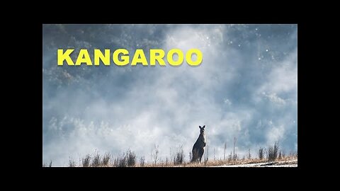 "Kangaroo Chronicles: Australia's Iconic Hoppers Unveiled!"