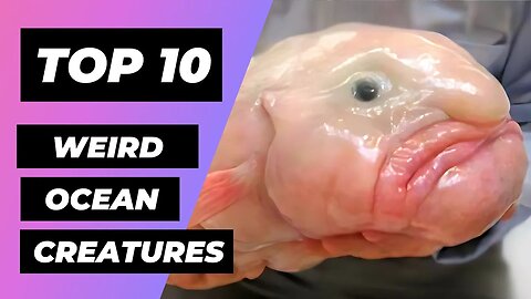 TOP 10 Ocean Creatures YOU WON'T Believe Exist | 1 Minute Animals