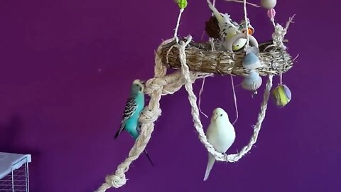 4K HDR Video – Beautiful Lovebird | Budgies and Cockatiel Birds Playing and Feeding-14