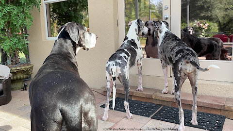 Funny Great Dane Pack Can't Wait For Mom To Come Back