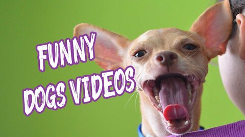 Funny dogs videos-funny dogs reaction