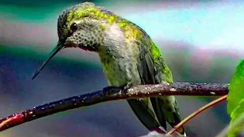 IECV NV #247 - 👀 The Little Green Anna's Hummingbird 💖7-31-2016