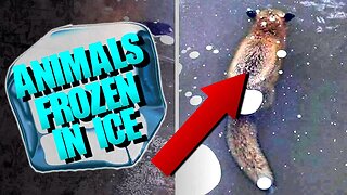 Unbelievable Photos of Animals FROZEN in Ice | SERIOUSLY STRANGE #85