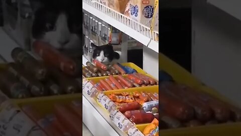 Cat steals from shop