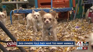 Owner of 7 dogs says pet limit unnecessary