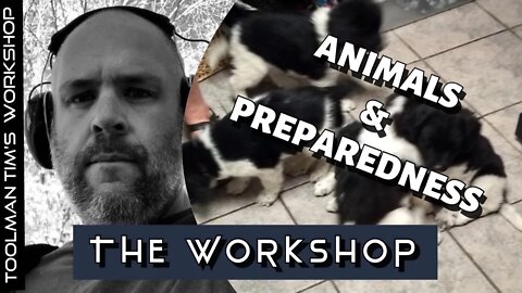 35. PETS, LIVESTOCK & PREPAREDNESS - Featuring Holly The Vet