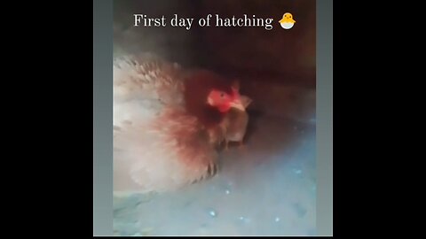 First day of chicken hatching