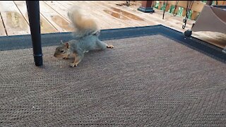 Squirrel "Tap Dances" For A Walnut