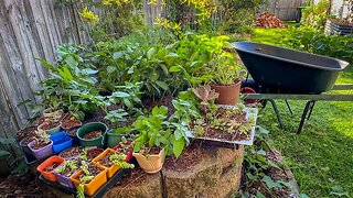 Potatoes in the round bed over winter - Part 2