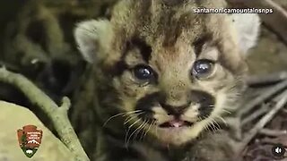 Adorable moment when a lion cub tries to roar #adorable #adorablemoments #lion