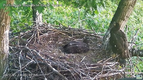 Hays Eagles NAIL BITER! H19 wingin it up on the baby gate! (53 days old) 05-18-2023 6:08am